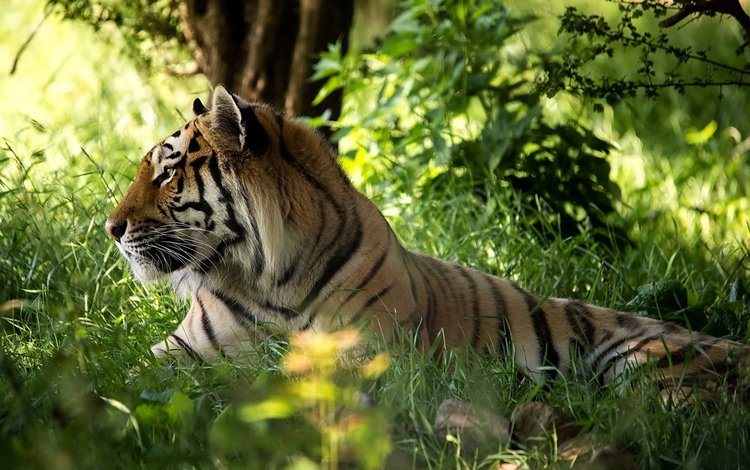 тигр, морда, трава, лес, хищник, tiger, face, grass, forest, predator