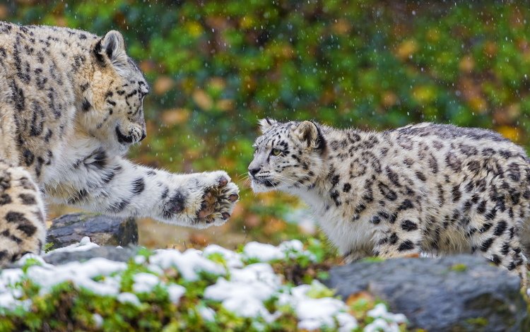 хищник, пара, семья, снежный барс, ирбис, мать, predator, pair, family, snow leopard, irbis, mother