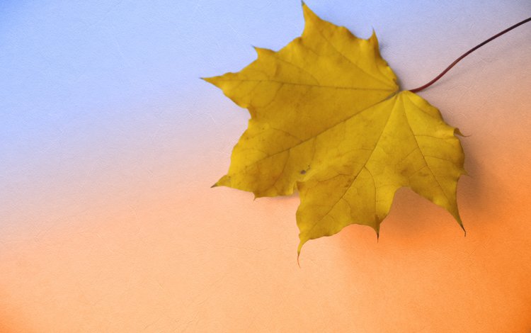 осень, крупный план, кленовый лист, autumn, close-up, maple leaf