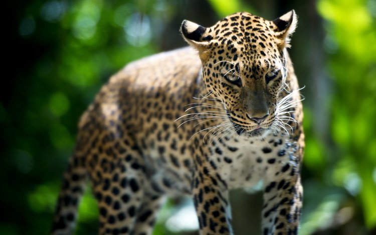 леопард, зверь, лучи света, сингапур, зоо, leopard, beast, rays of light, singapore, zoo