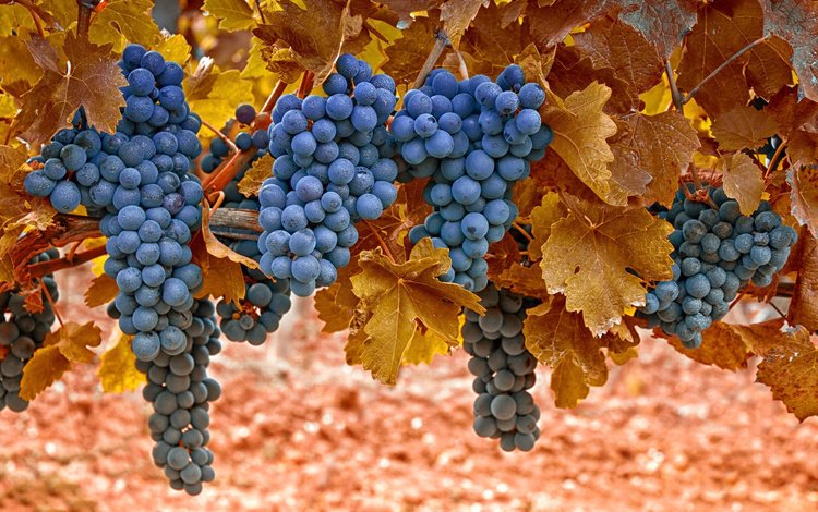 виноград, лоза, grapes, vine