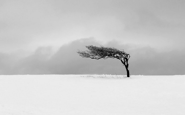 снег, дерево, поле, м, snow, tree, field, m