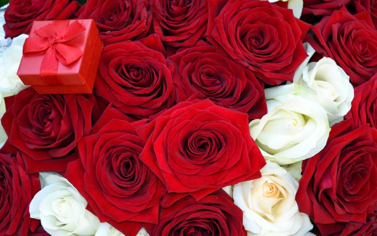 цветы, розы, красная, букет, коробочка, предложение, flowers, roses, red, bouquet, box, offer