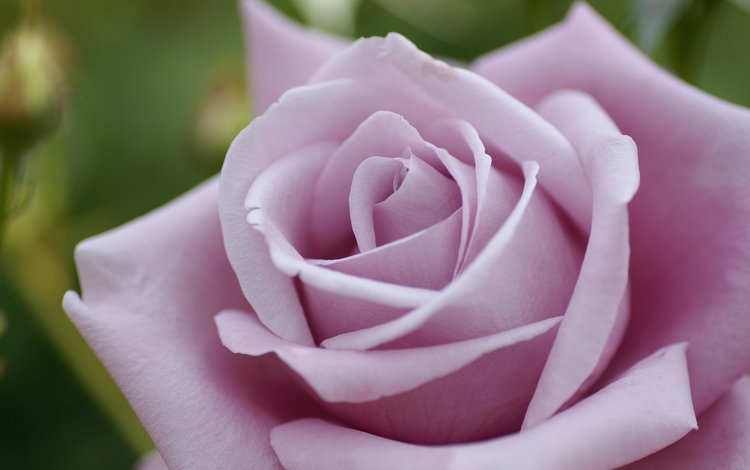 макро, цветок, роза, розовая, macro, flower, rose, pink