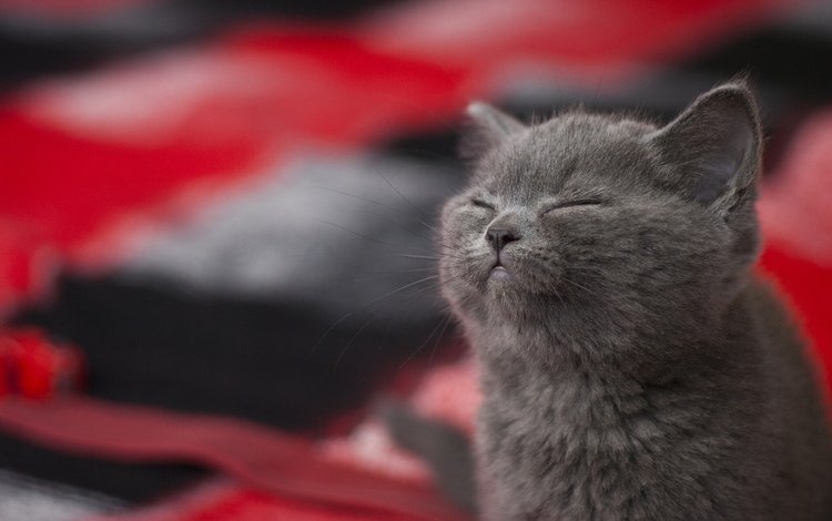 котенок, довольный, блаженство, kitty, happy, bliss