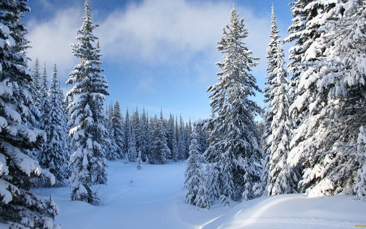 небо, снег, зима, елки, ели, the sky, snow, winter, tree, ate