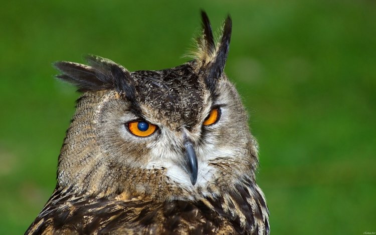 сова, с, хищным, взглядом, owl, with, predatory, look