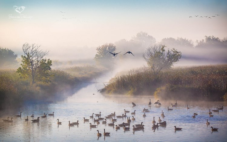 река, утро, туман, осень, утки, октябрь, river, morning, fog, autumn, duck, october
