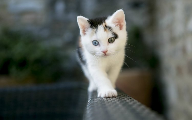 глаза, кот, кошка, котенок, гетерохромия, два разных, eyes, cat, kitty, heterochromia, two different