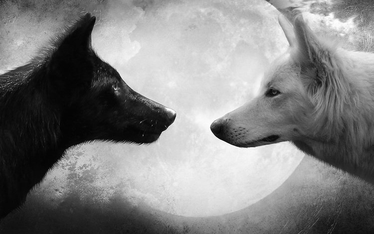 черный, белый, волк, чёрное и белое, black, white, wolf, black and white