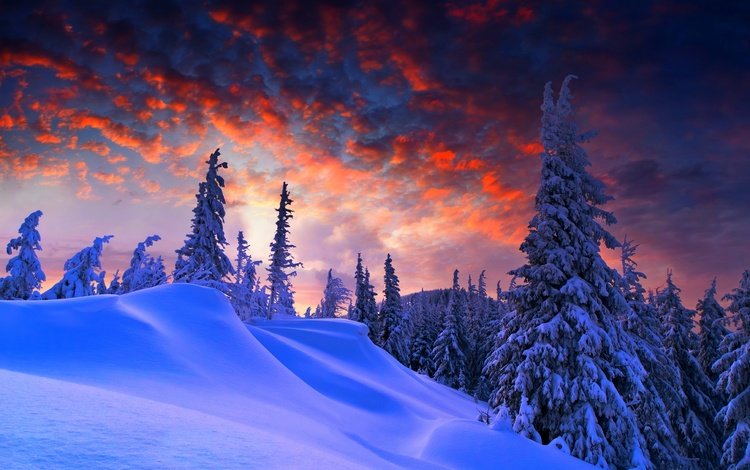 снег, зима, ель, сугробы, зимний вечер, snow, winter, spruce, the snow, winter evening