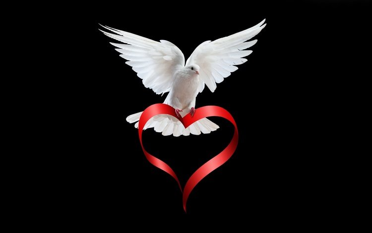 крылья, сердце, птица, черный фон, лента, голубь, белый голубь, wings, heart, bird, black background, tape, dove