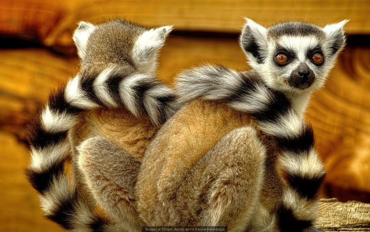лемуры, лемур, спина к спине, кошачий лемур, катта, lemurs, lemur, back to back, a ring-tailed lemur, katta