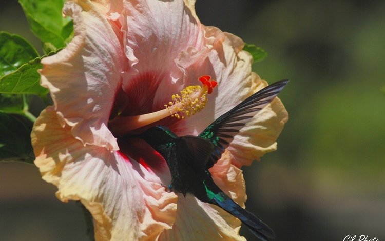 цветок, птица, колибри, гибискус, flower, bird, hummingbird, hibiscus