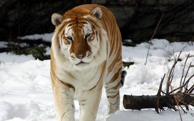 тигр, снег, зима, животное, золотой тигр, tiger, snow, winter, animal, golden tiger