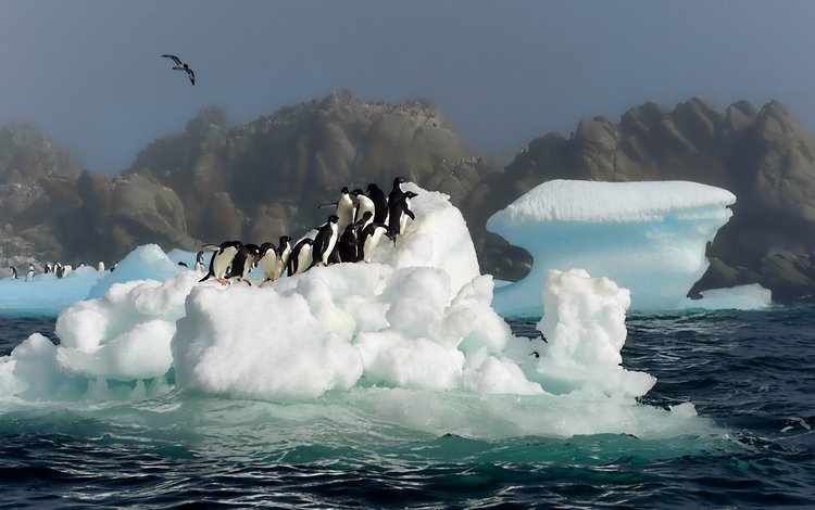 вода, снег, антарктида, пингвины обои, птицы картинки, прыжок фото, water, snow, antarctica, penguins wallpaper, birds images, jump photo