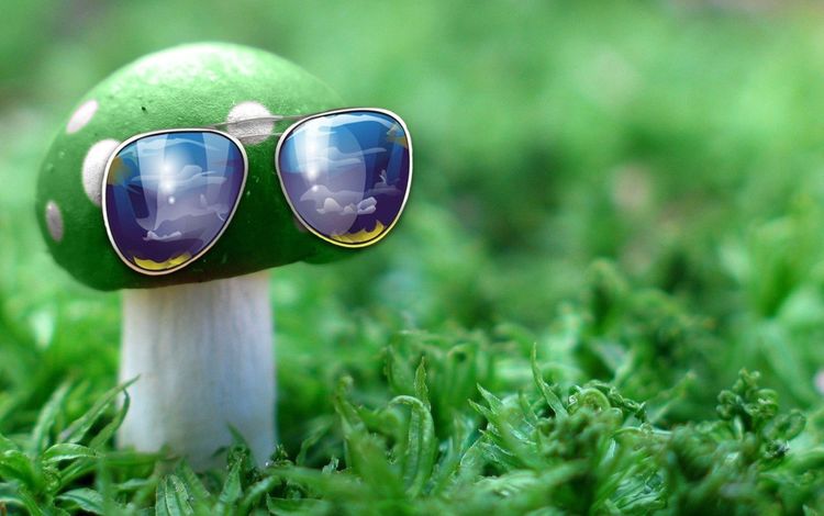 природа, зелёный, макро, очки, гриб, nature, green, macro, glasses, mushroom
