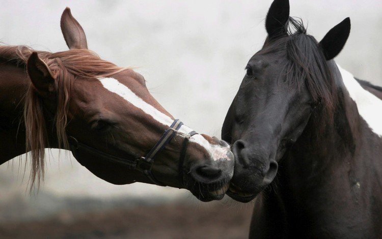 лошадь, забота, морда. животные, horse, care, face. animals