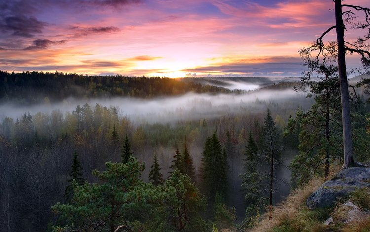 финляндия, небо, деревья, восход, лес, туман, рассвет, вид сверху, осень, finland, the sky, trees, sunrise, forest, fog, dawn, the view from the top, autumn