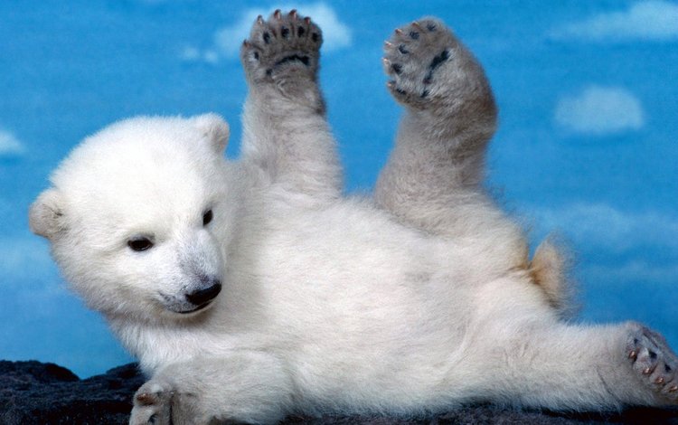 белый медведь, медвежонок, polar bear, bear