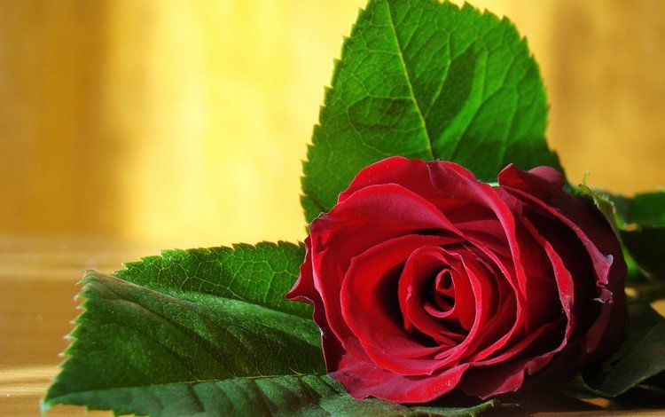 роза, красная, расцветка, красота., ницца, delicate, rose, red, colors, beauty., nice