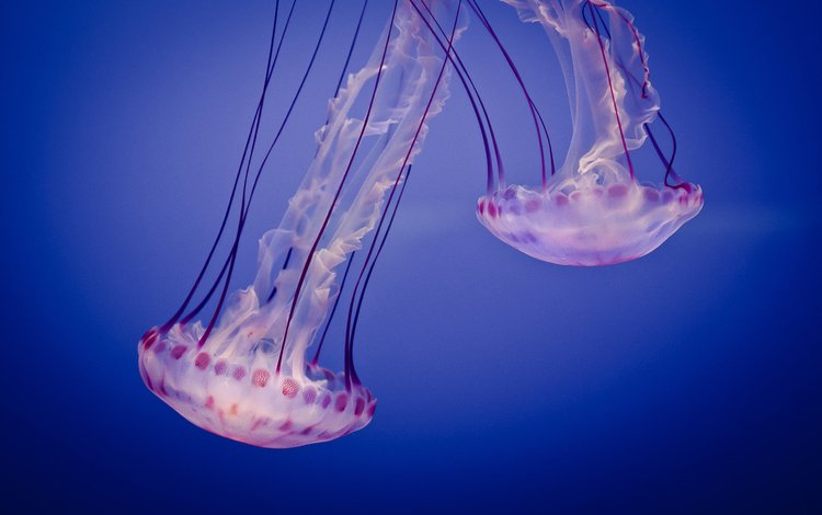 море, медузы, подводный мир, sea, jellyfish, underwater world