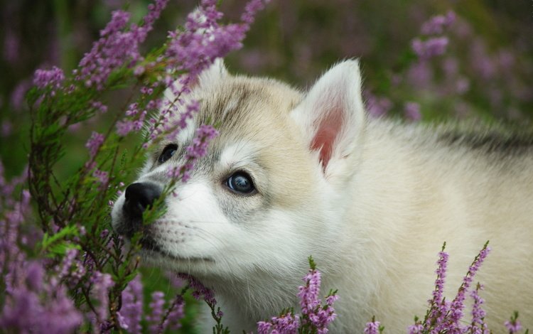 морда, цветы, лаванда, собака, щенок, хаски, face, flowers, lavender, dog, puppy, husky