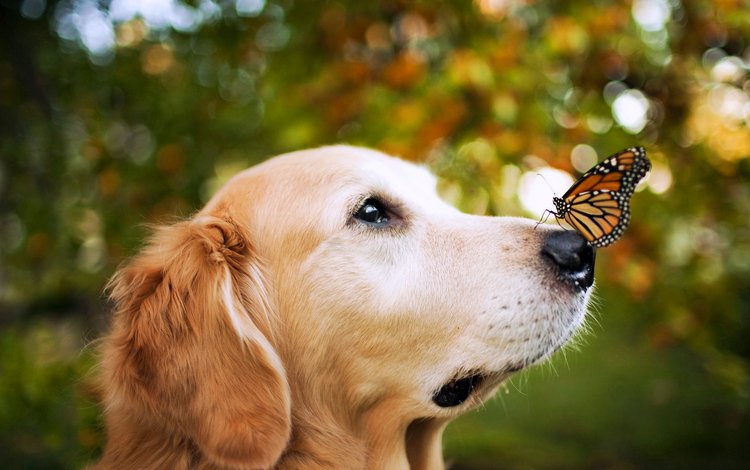 мордочка, взгляд, бабочка, собака, нос, золотистый ретривер, монарх, muzzle, look, butterfly, dog, nose, golden retriever, monarch