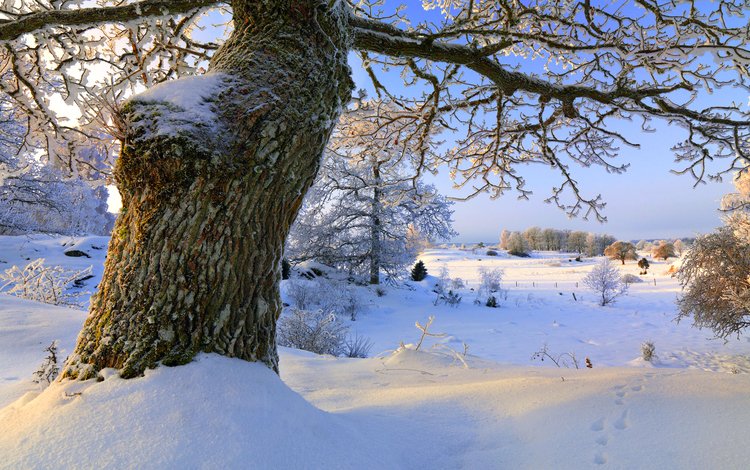 снег, природа, дерево, зима, ветки, snow, nature, tree, winter, branches