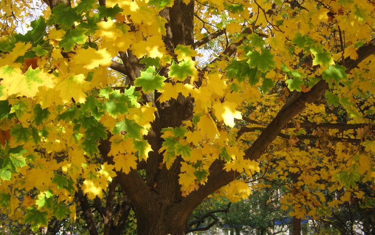деревья, листья, листва, осень, желтые, trees, leaves, foliage, autumn, yellow