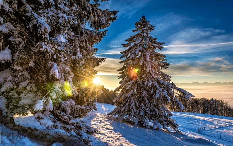 солнце, снег, лес, зима, швейцария, grenchenberg, the sun, snow, forest, winter, switzerland