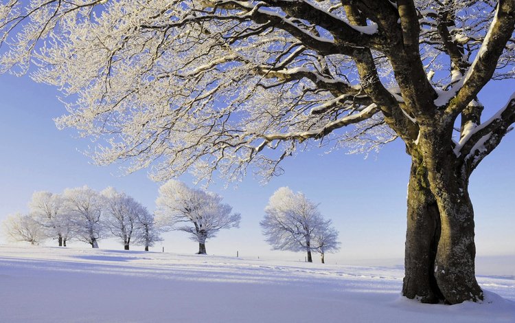 деревья, снег, природа, зима, иней, trees, snow, nature, winter, frost