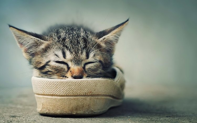 котенок, спит, ушки, отдых, усики, обувь, kitty, sleeping, ears, stay, antennae, shoes