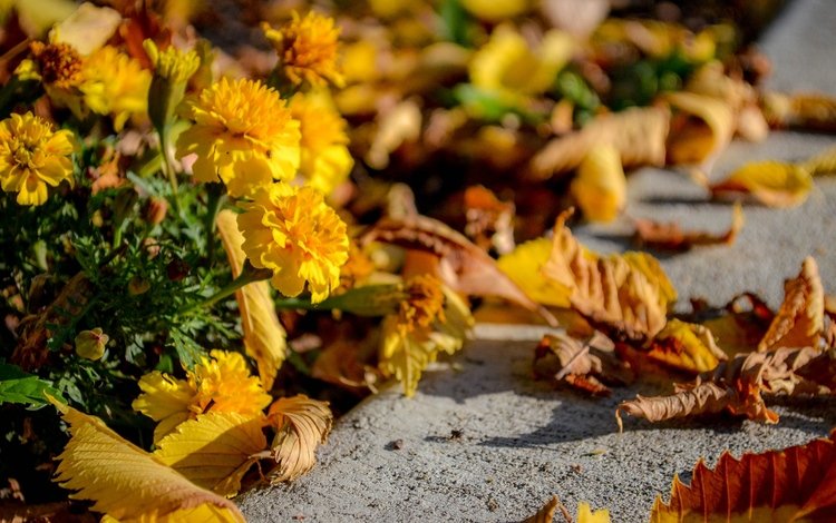 цветы, листья, осень, асфальт, flowers, leaves, autumn, asphalt