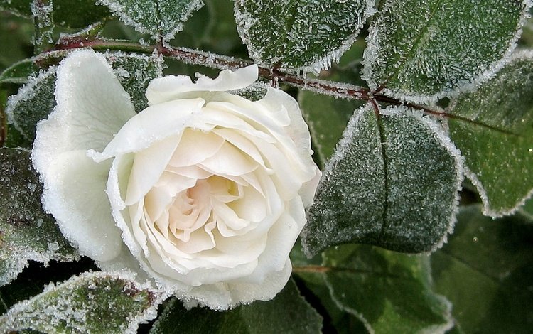 зима, цветок, мороз, иней, роза, лёд, белая, листья., winter, flower, frost, rose, ice, white, leaves.