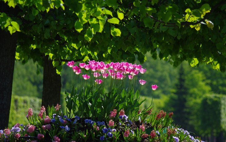 цветы, деревья, зелень, парк, листва, весна, тюльпаны, клумба, flowers, trees, greens, park, foliage, spring, tulips, flowerbed