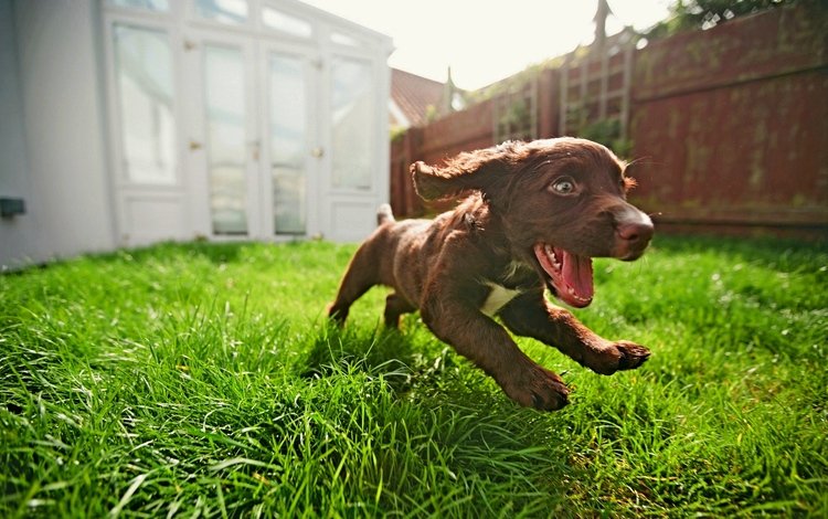 трава, собака, радость, щенок, бег, grass, dog, joy, puppy, running