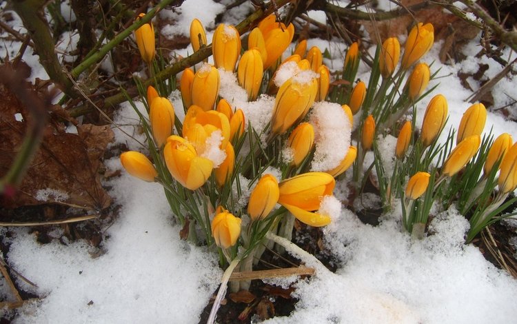 цветы, снег, природа, весна, крокусы, первоцветы, flowers, snow, nature, spring, crocuses, primroses