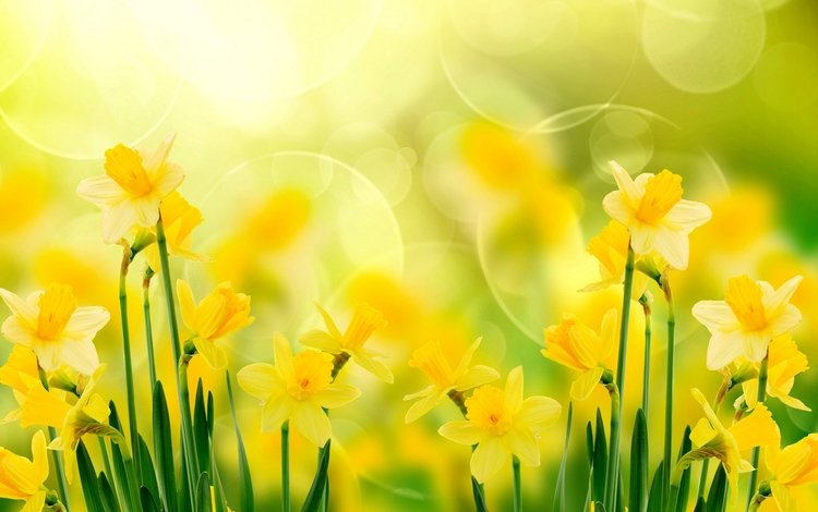 цветы, нарциссы, желтые, flowers, daffodils, yellow