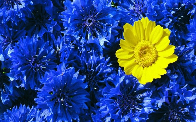 цветы, желтый, цветок, синие, васильки, контраст, полина, flowers, yellow, flower, blue, cornflowers, contrast, pauline
