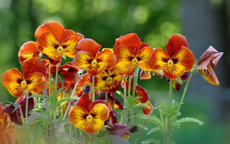 цветы, анютины глазки, желто-оранжевые, flowers, pansy, yellow-orange
