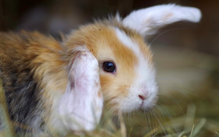 животное, кролик.ушки, трава.фон, animal, rabbit.ears, grass.background