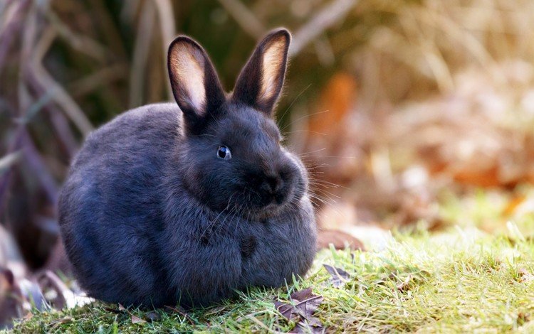 трава, природа, шерсть, кролик, уши, заяц, grass, nature, wool, rabbit, ears, hare