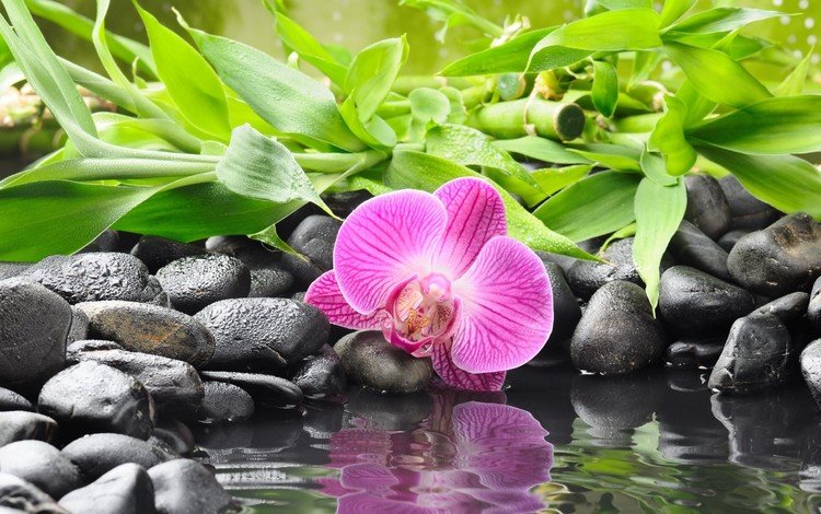 камни, цветок, орхидея, орхидею, stones, flower, orchid