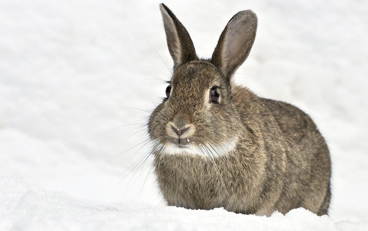 снег, зима, мордочка, ушки, кролик, животное, заяц, snow, winter, muzzle, ears, rabbit, animal, hare