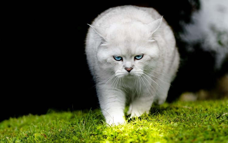 кот, кошка, взгляд, белый, cat, look, white