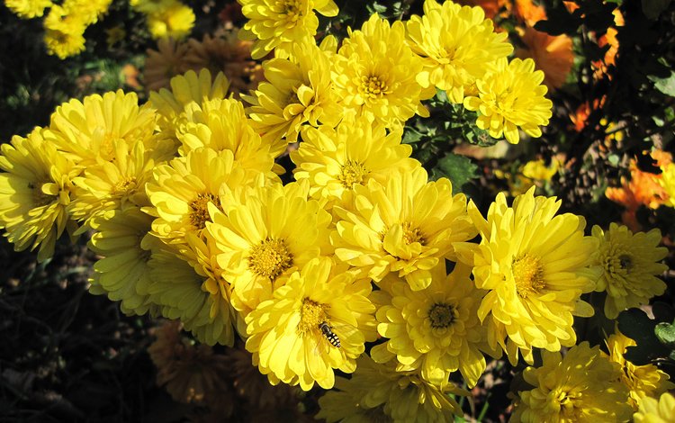 цветы, насекомое, желтые, хризантемы, flowers, insect, yellow, chrysanthemum