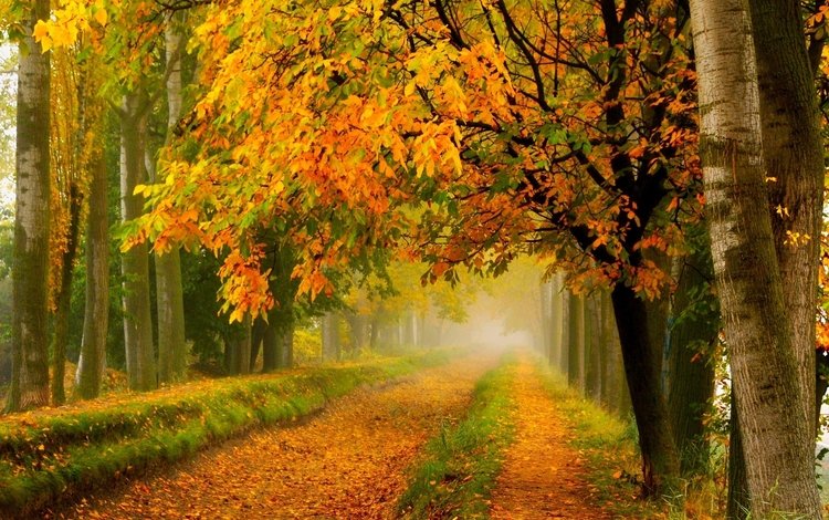 листья, опадают, деревья., красочная, leaves, fall, trees., colorful