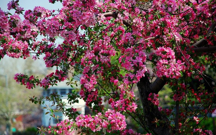 дерево, цветение, весна, розовые, яблоня, цветки, tree, flowering, spring, pink, apple, flowers