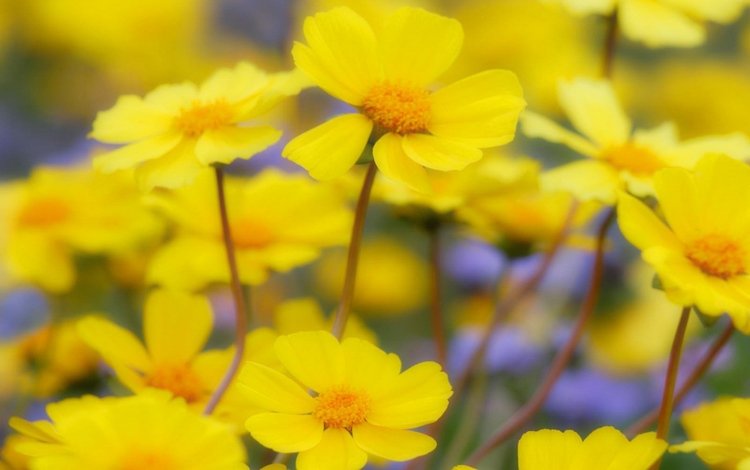 цветы, полевые, желтые, весенние, flowers, field, yellow, spring